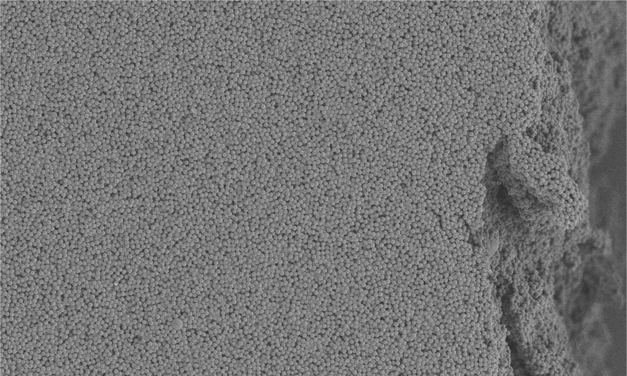 cropped SEM PS nanoparticles scaled 1